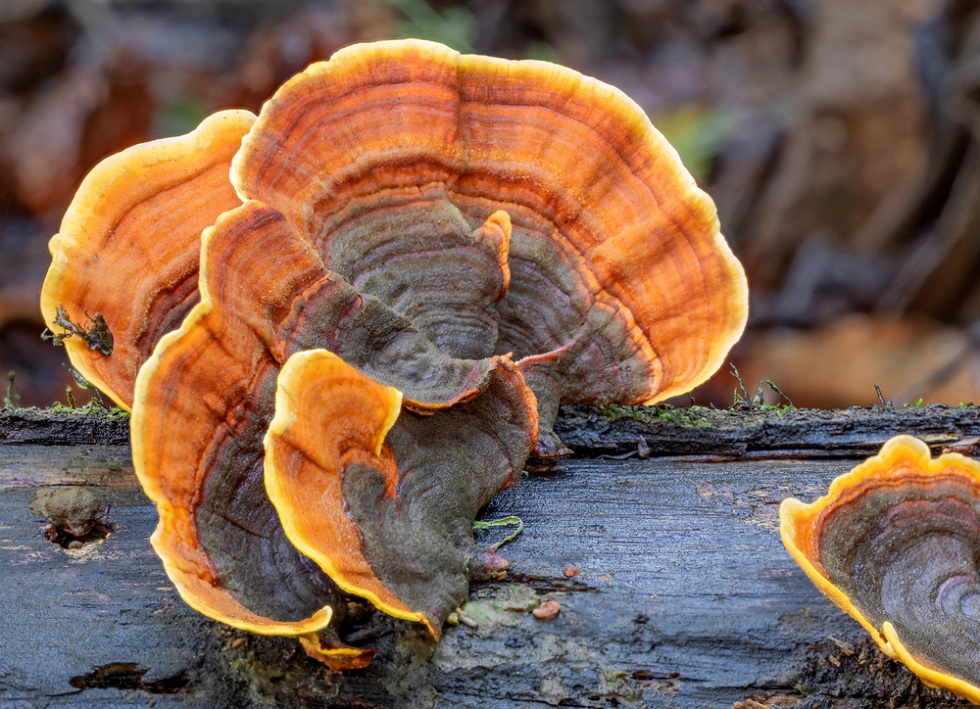 Turkey Tail Mushroom